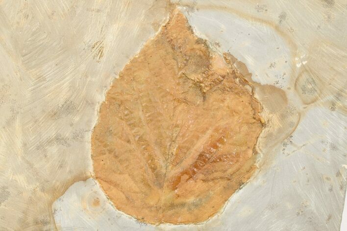 Fossil Leaf (Davidia) - Montana #203559